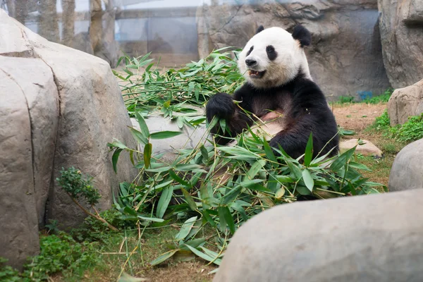 Niedlicher Riesenpanda frisst Bambus — Stockfoto