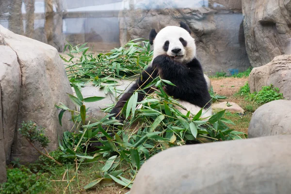Niedlicher Riesenpanda frisst Bambus — Stockfoto