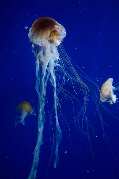Denizanası suyun içinde grup — Stok fotoğraf