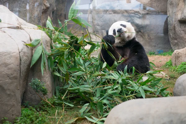 Söt jättepanda äter bambu — Stockfoto