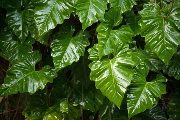 新鮮な緑の美しい葉の背景やテクスチャ — ストック写真