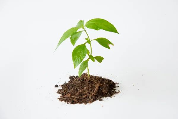 白い背景の上成長土壌と小さな木 — ストック写真
