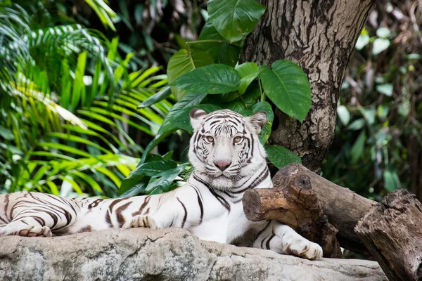 Bílý tygr na skále v zoo — Stock fotografie