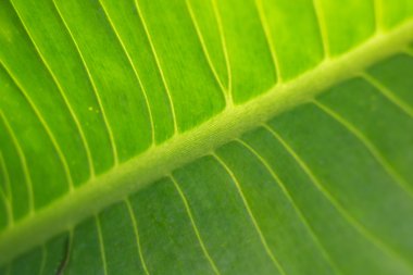 Arkaplan için soyut yeşil yaprak dokusu