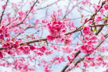 Güzel kiraz çiçeği DOI Angkang, Chiang Mai, Tayland
