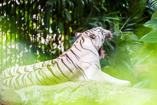 Weißer Tiger auf einem Felsen im Zoo — Stockfoto