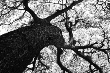 Güzel şekil, büyük Samanea saman ağaç ve desen siyah ve beyaz ses tonuyla Şubesi