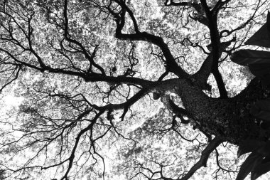 Güzel şekil, büyük Samanea saman ağaç ve desen siyah ve beyaz ses tonuyla Şubesi