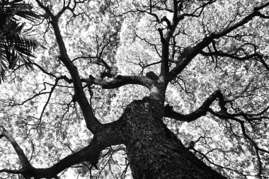 Güzel şekil, büyük Samanea saman ağaç ve desen siyah ve beyaz ses tonuyla Şubesi