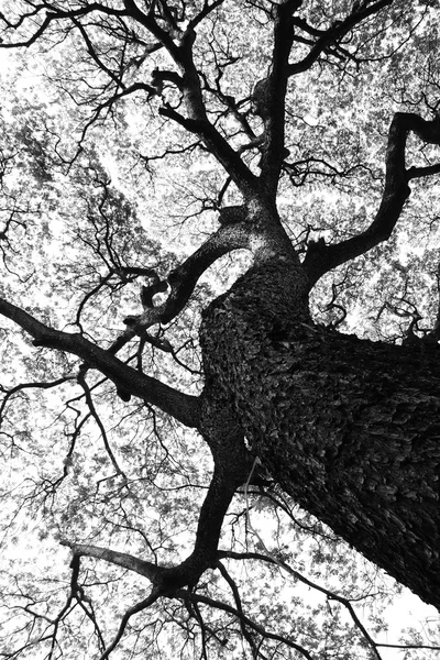 Beautiful shape of large Samanea saman trees and pattern of branch in black and white tone