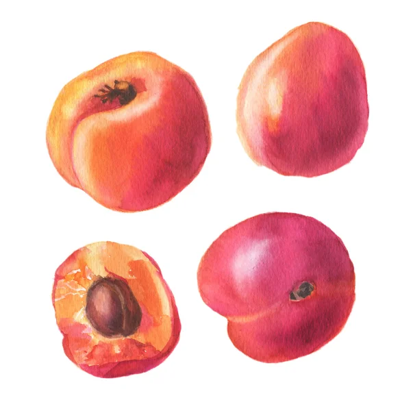 Sada červených meruňky — Stock fotografie