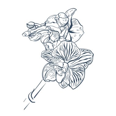 Phalaenopsis orkidesi beyaz arka planda izole edilmiş. Tek renkli, elle çizilmiş bir resim. Vektör