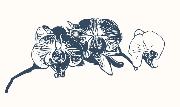在白色背景上分离的杜鹃兰花 单色手绘插图 — 图库矢量图片