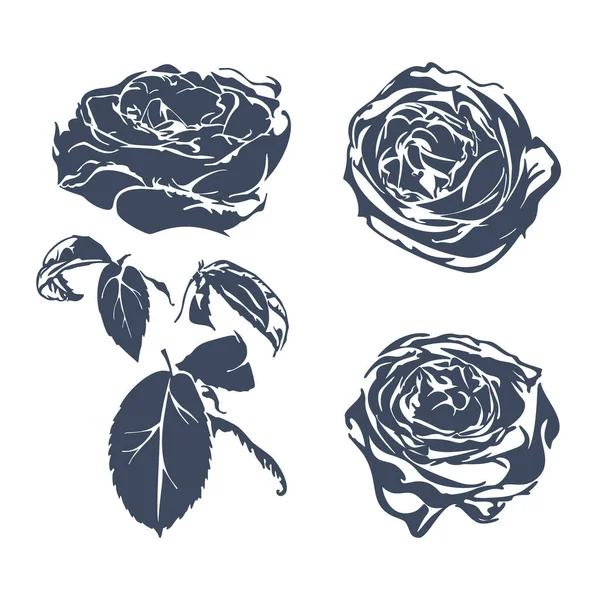 Monochrome Illustration Roses Isolated White Background Vector — Stock Vector