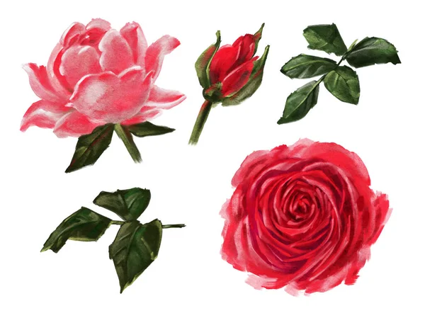Roses Isolées Sur Fond Blanc Peinture Huile Illustration Dessinée Main — Photo