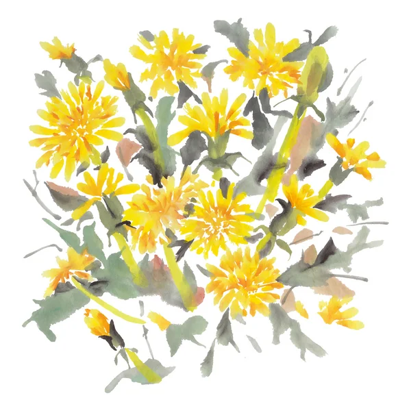 Maskrosor akvarell blommor — Stock vektor
