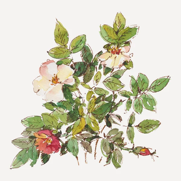 美しい水彩画の花 — ストックベクタ