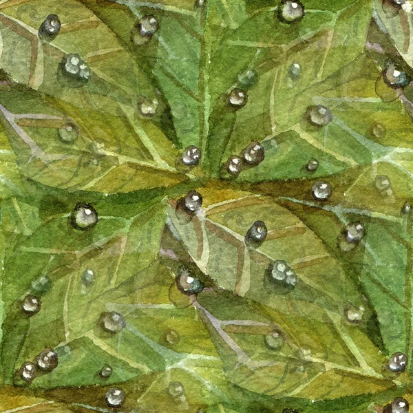 Μοτίβο με πράσινα φύλλα και δροσοσταλίδες. — Φωτογραφία Αρχείου