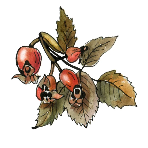 Шиповник акварельный с листьями — стоковое фото