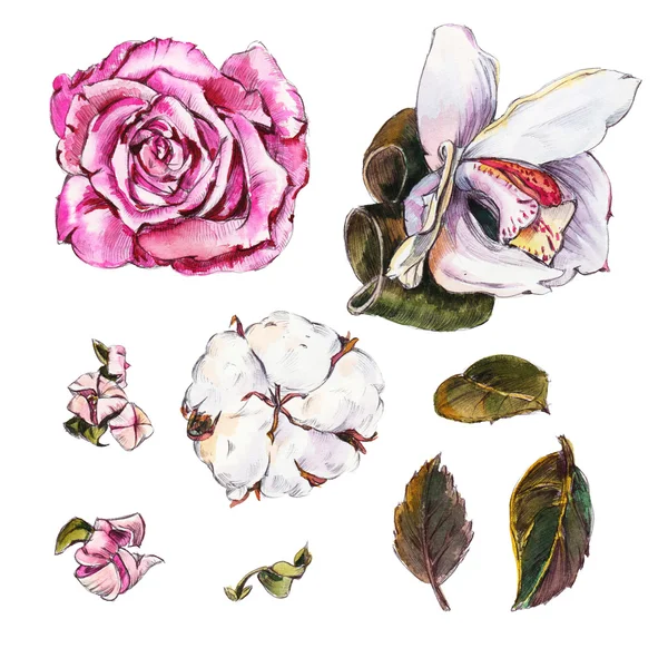 Watercolor Flowers. Roses and Orchids — Φωτογραφία Αρχείου