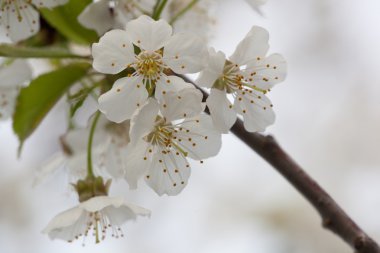 Flora - siyah kiraz çiçekleri bahar
