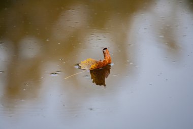 Bitkiler ve doğa - kahverengi yaprak yüzen