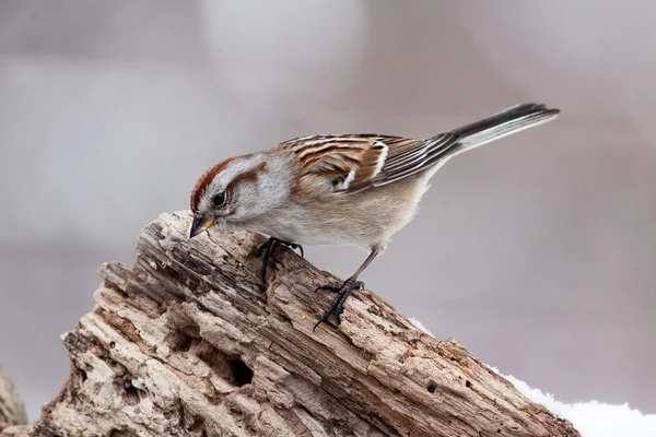 Pássaro de pardal de canção empoleirado em tronco de árvore podre — Fotografia de Stock