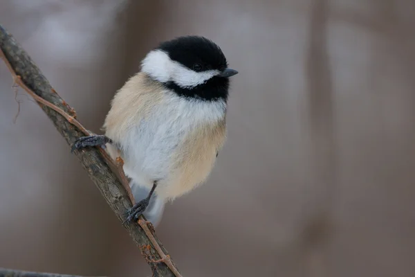 Chickadee con capucha negra en perca natural — Foto de Stock