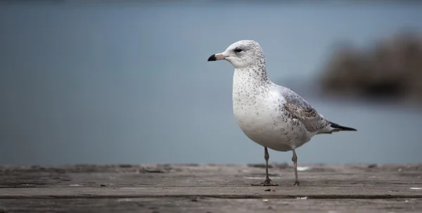 Seagull on the Waterfront — Stock Photo, Image