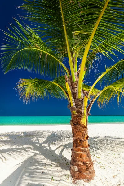 Enda levande coconut palm tree — Stockfoto