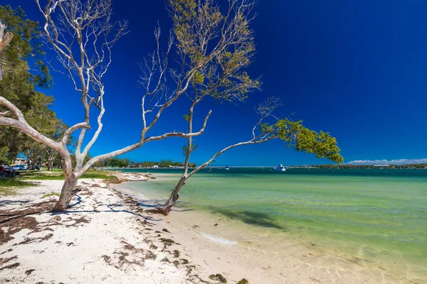 Playa con árboles en el oeste — Foto de Stock