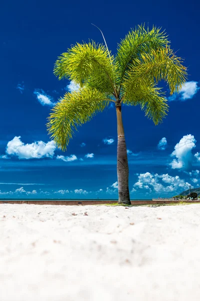 Kokosowe drzewo na tropikalnej plaży — Zdjęcie stockowe