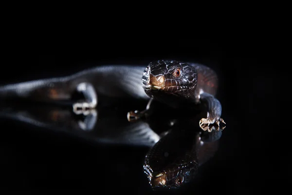 Lagarto de lengua azul negra —  Fotos de Stock