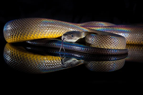 彩虹蛇水 Python — 图库照片