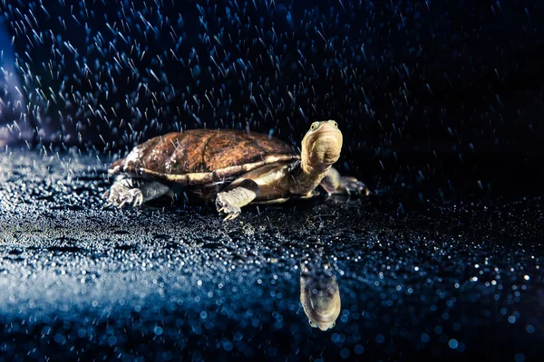 Australian eastern long-necked turtle — Stock Photo, Image