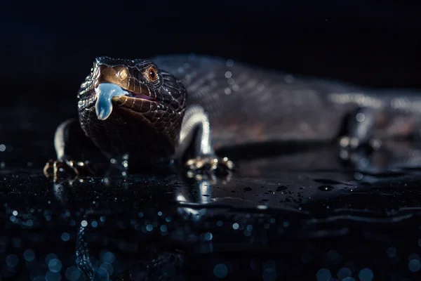 Black blue tongued lizard — Stock Photo, Image