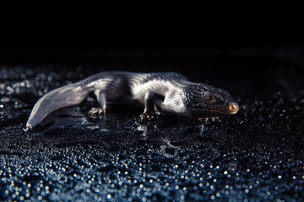 Lagarto de língua azul-negra — Fotografia de Stock