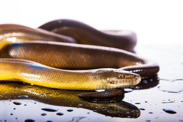 Tek gökkuşağı yılan su Python — Stok fotoğraf