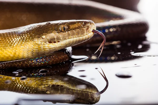 Single Rainbow Serpent Water Python — Stock Photo, Image