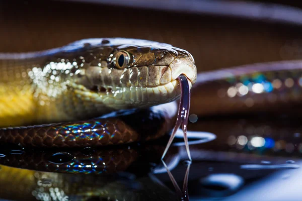 Single Rainbow Serpent Water Python — Stock Photo, Image