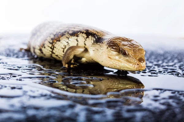 Australian blue tongued lizard — Stock Photo, Image