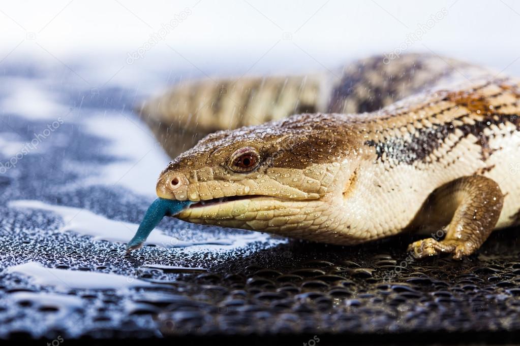 Australian blue tongued lizard — Stock Photo © mvaligursky 110592998