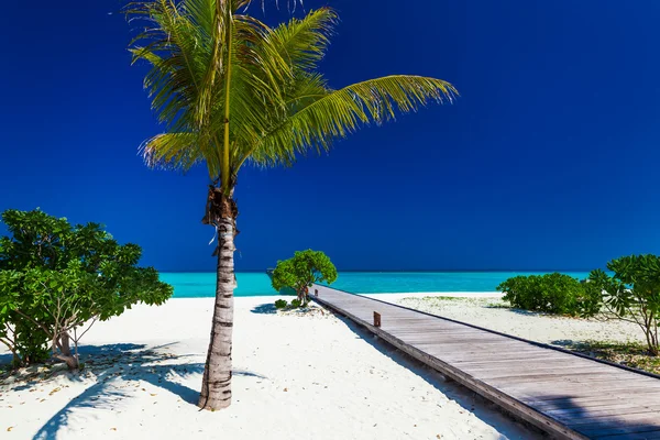 Palmera en playa tropical perfecta con embarcadero —  Fotos de Stock