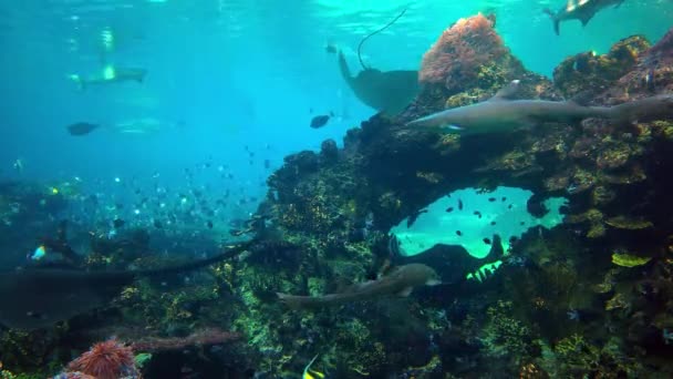 COSTA DE ORO, AUSTRALIA - 22 DE MAYO DE 2016 Vista submarina del acuario de arrecifes tropicales, Seaworld, Costa de oro, Australia . — Vídeo de stock