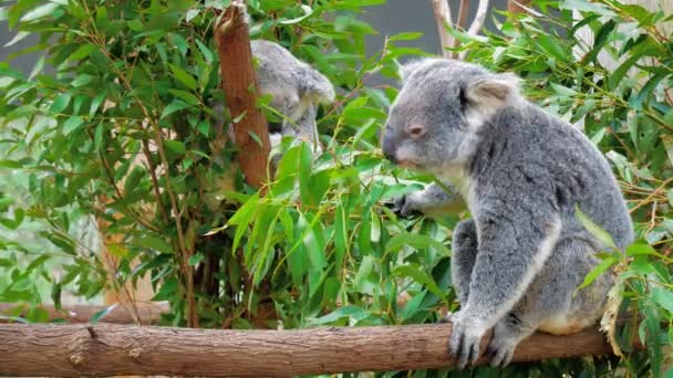 Χαριτωμένο πολική αρκούδα τρώει πράσινο φρέσκο ευκάλυπτο φύλλα, Αυστραλίας — Αρχείο Βίντεο