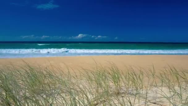 Солнечный пляж с песчаными дюнами, травой и голубым небом, Солнечное побережье, Австралия — стоковое видео