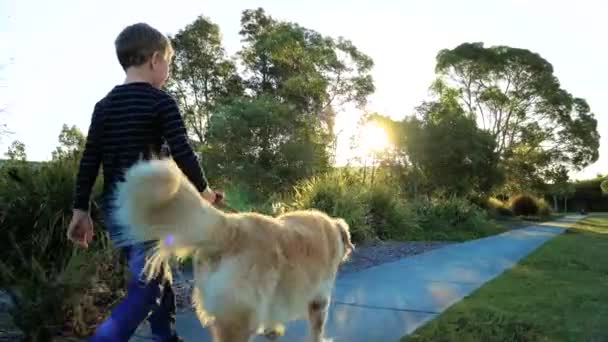 Little boy walking his golden retriever in the park on sunny day — Stock Video