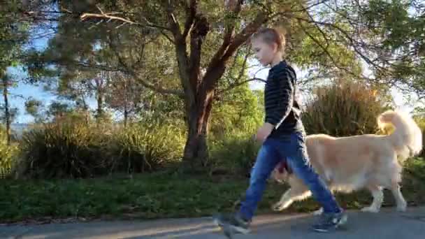 Little boy walking his golden retriever in the park on sunny day — Stock Video