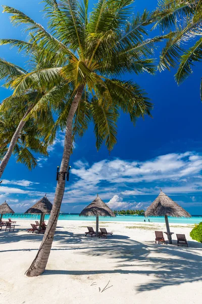 Tropischer Strand Auf Den Malediven Mit Palmen Und Einer Lebhaften — Stockfoto