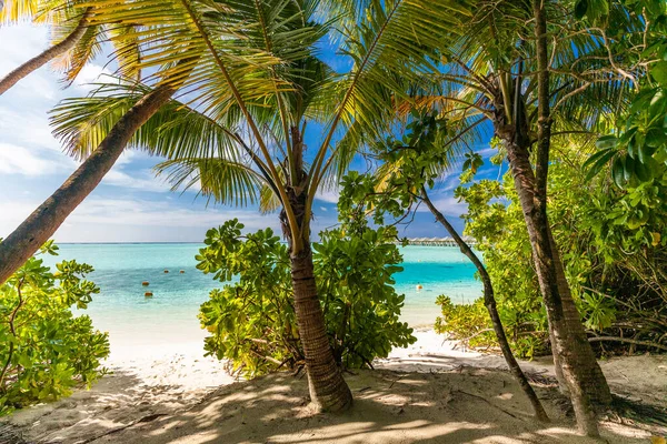 Plage Tropicale Aux Maldives Avec Palmiers Lagon Vibrant Accueillant — Photo